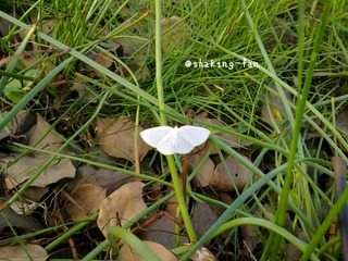 butterfly.jpg