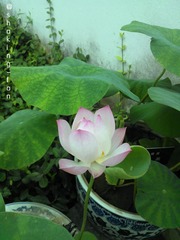 lotus.jpg