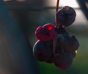 20130619-IMGP0770-2.jpg
