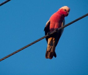 20130619-IMGP0844-2.jpg