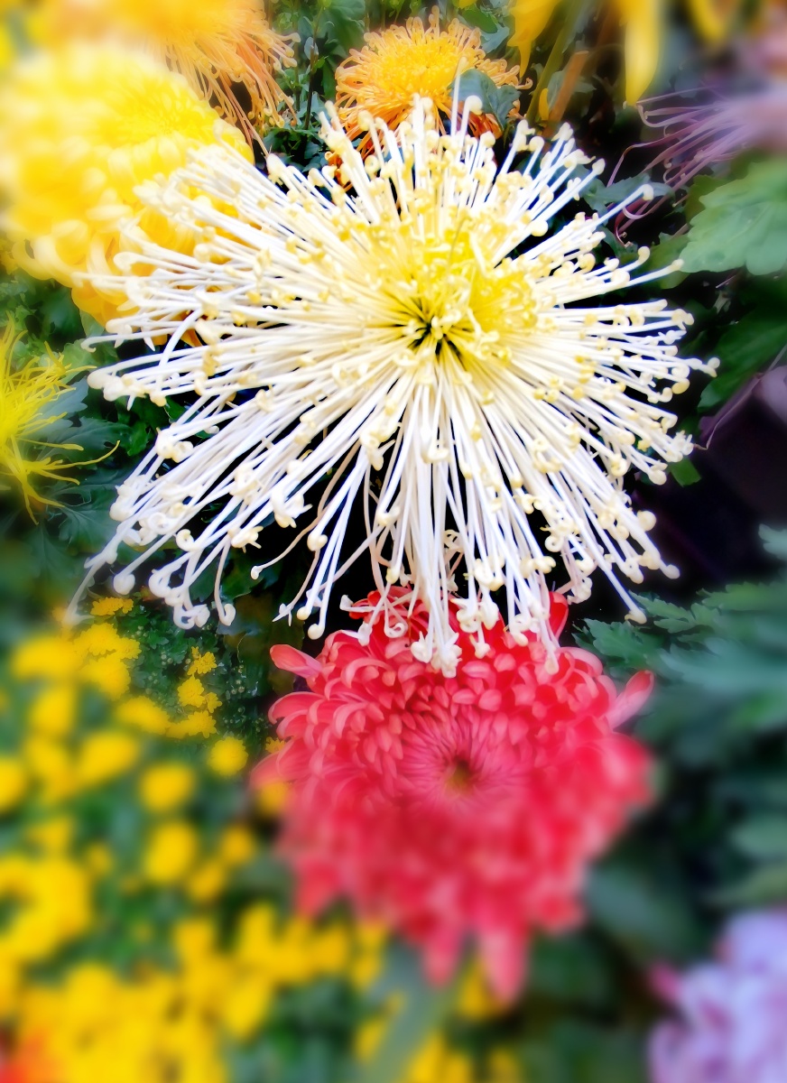 惠山古镇菊花展1