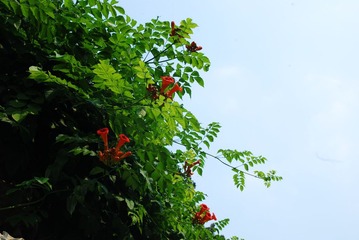 DSC_0172.JPG