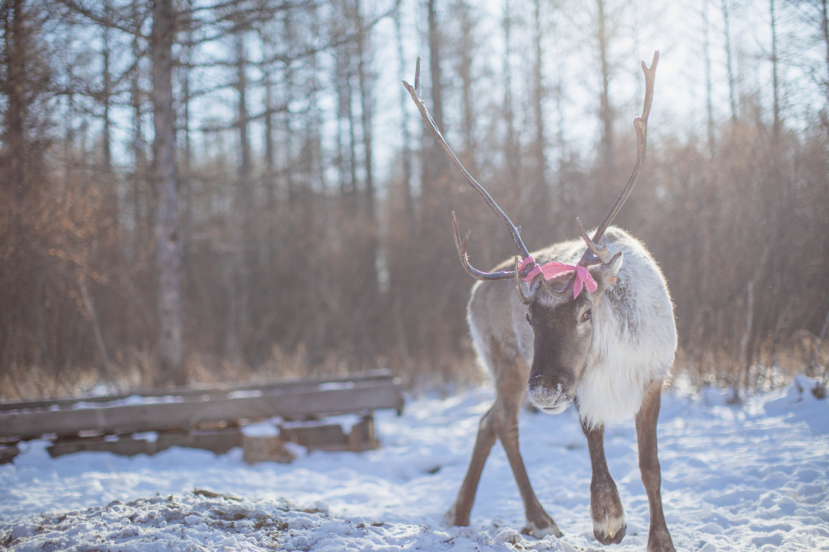 敖古鲁雅驯鹿部落