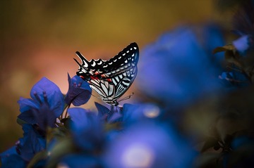 蝴蝶4-sRGB