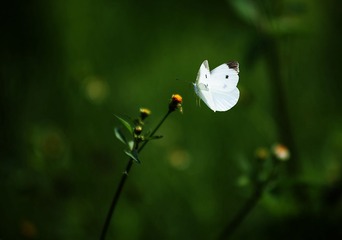 蝴蝶8-sRGB