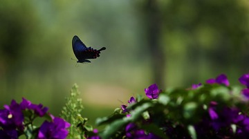 蝴蝶9-sRGB
