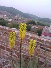 WP_004393