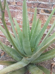 WP_004394