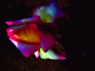 花湖残