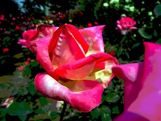 花花世姐