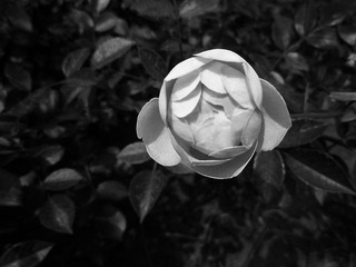 花花2
