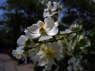花花3