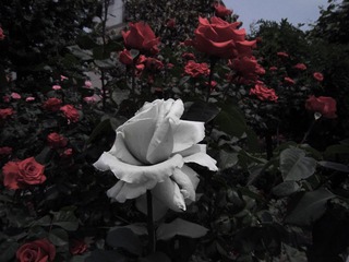 花花6