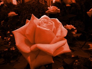 花花7