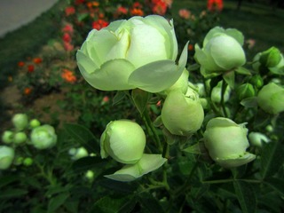 花花10