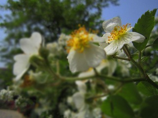 花花11