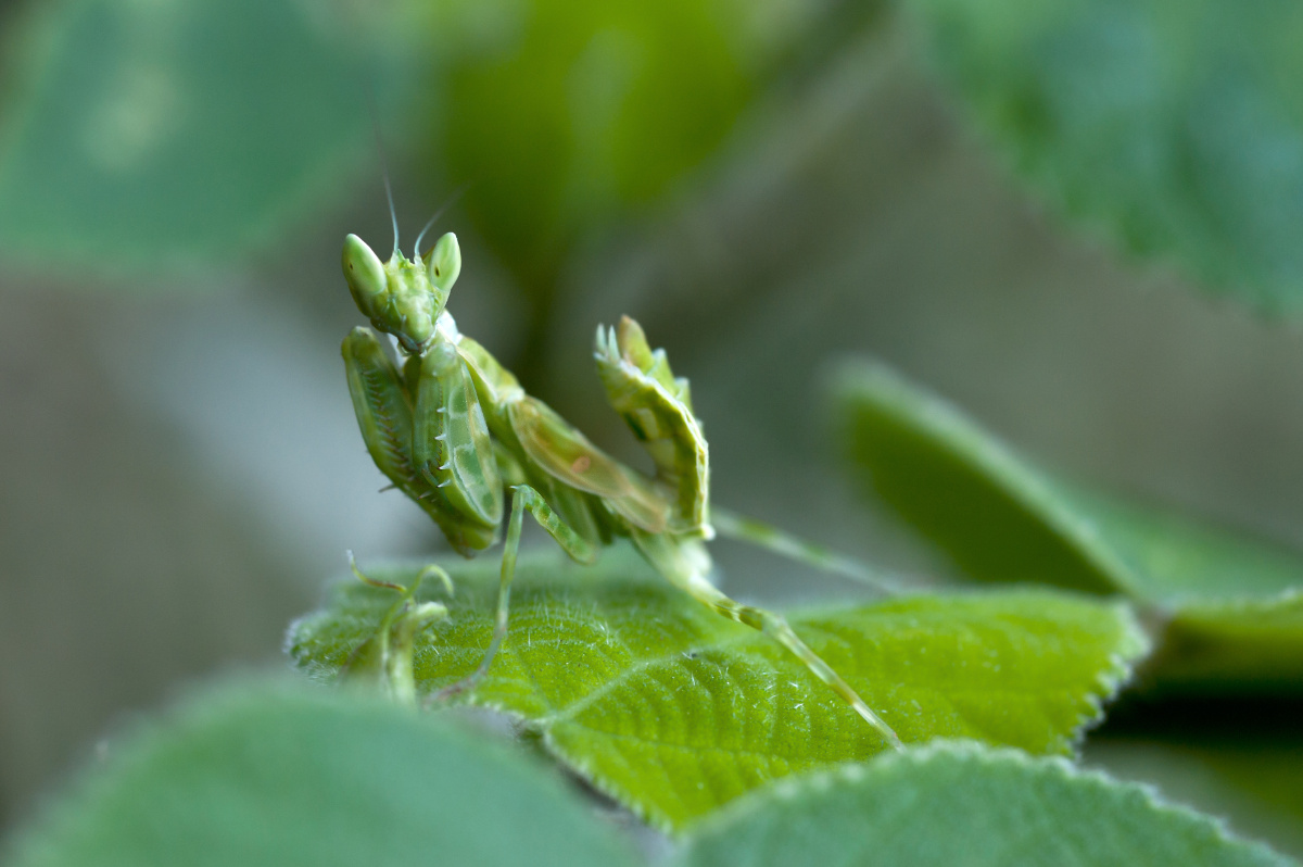 丽眼斑螳_dsc8400a