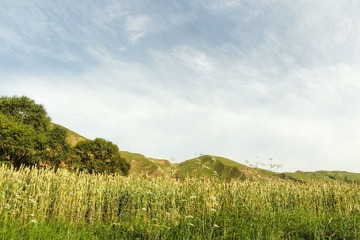 空山草.jpg
