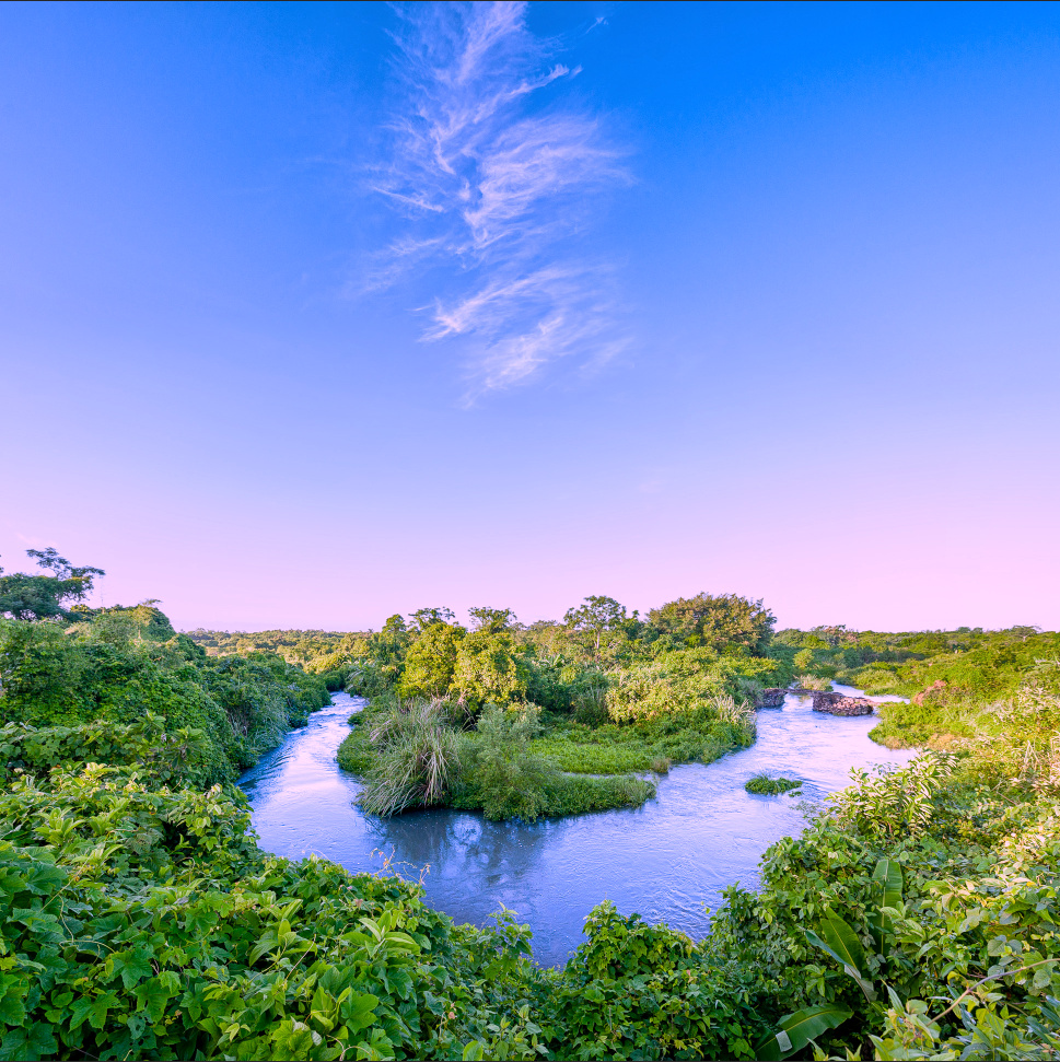喜从天降 注:海南省海口市羊山湿地风光.