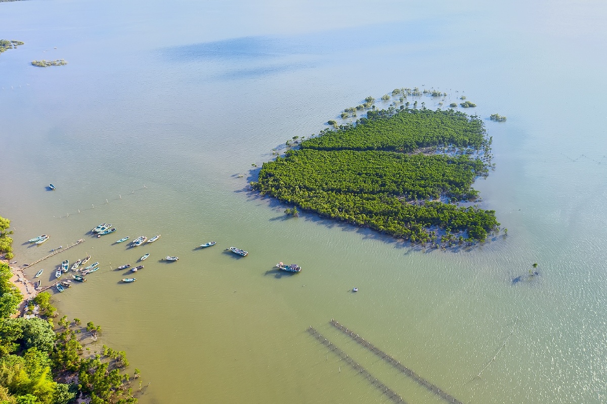 湿地的 这是海南省海口市曲口红树林保护湿地的一个红树林小岛