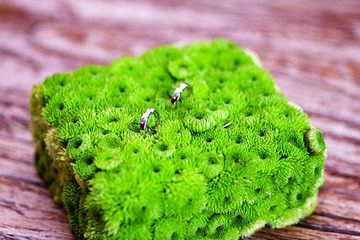 IMG_5647.jpg