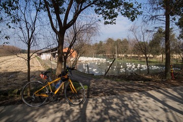Duck 1