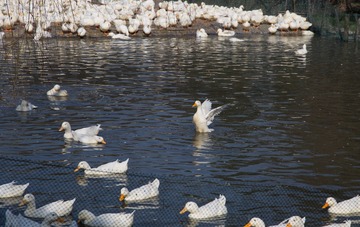 Duck 5