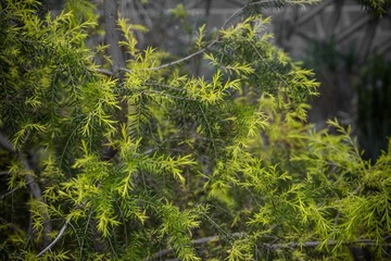 20160319 辰山植物园 (1)