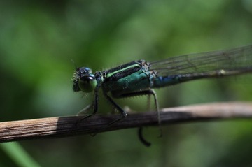 _DSC1475