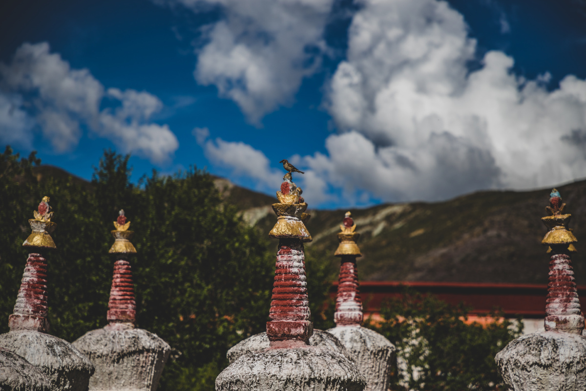 拉萨市林周县夏寺这一只鸟是在守候什么