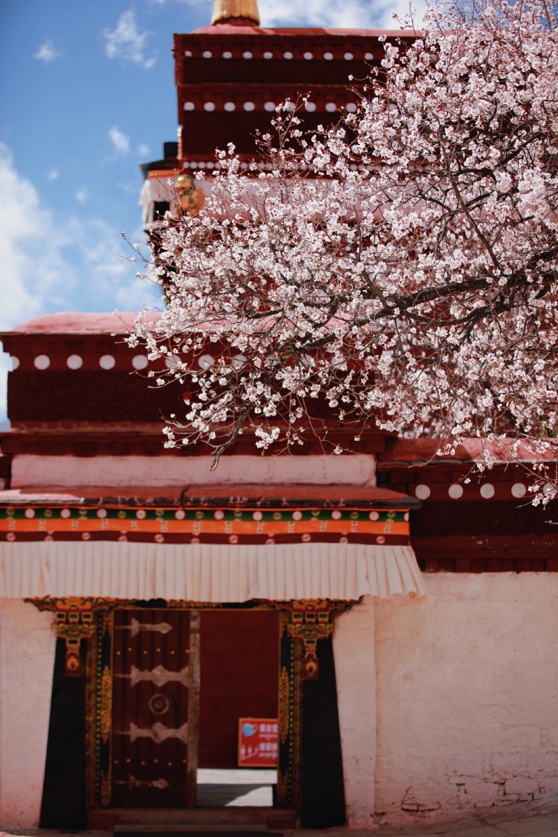 拉萨帕邦喀的桃花开了,人来人往的. - 轮印痕迹 - 图虫