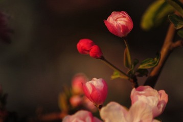 小花骨