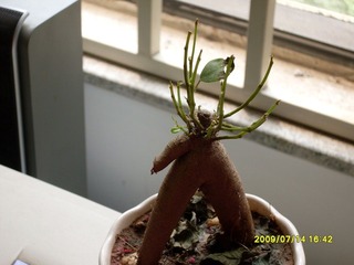 生机