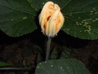 DSCN0726.jpg