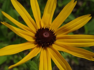 DSC00864.JPG