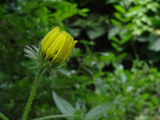DSC00874.JPG
