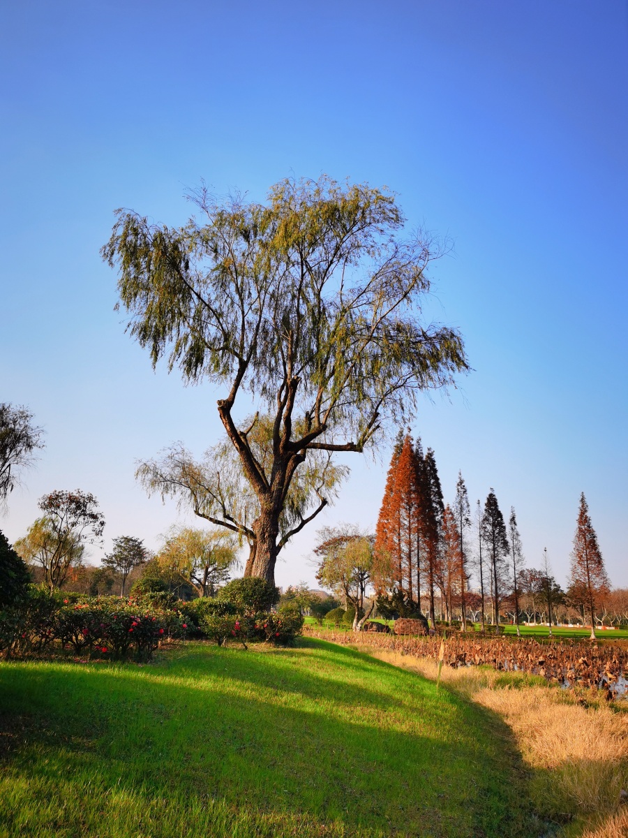 冬日暖阳下宜兴龙背山森林公园景色