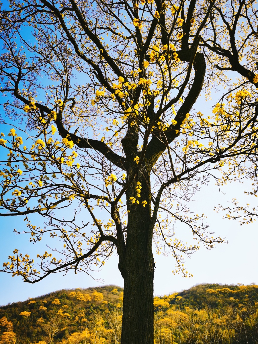 春天里檫树飘香
