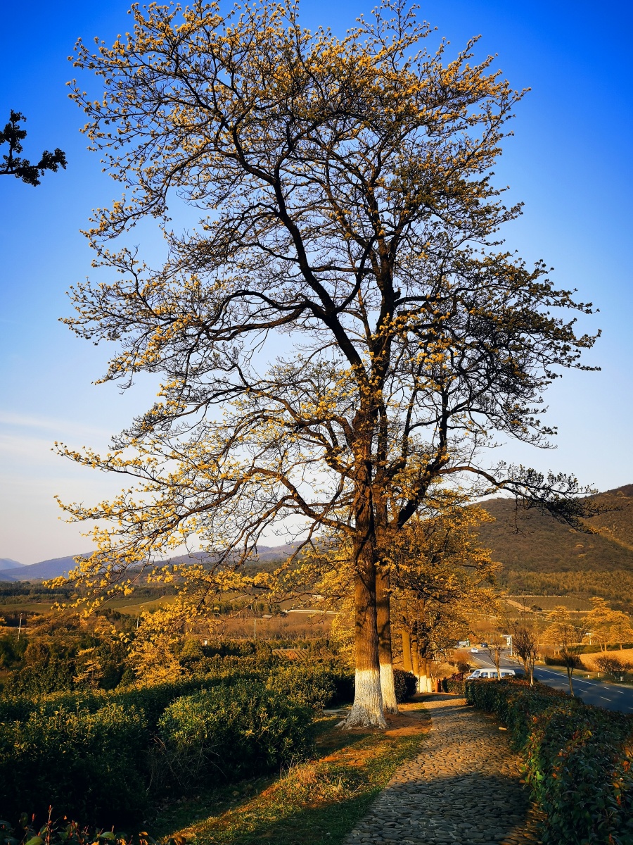 春天里檫树花飘香