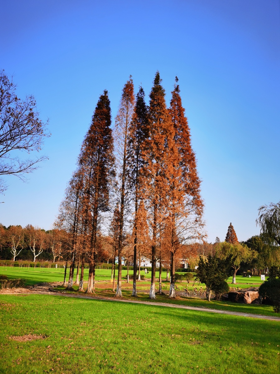 午后的暖阳下宜兴龙背山森林公园景色