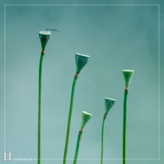 荷01