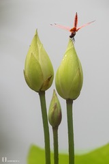 荷14