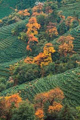 茶园之秋