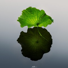1000018259