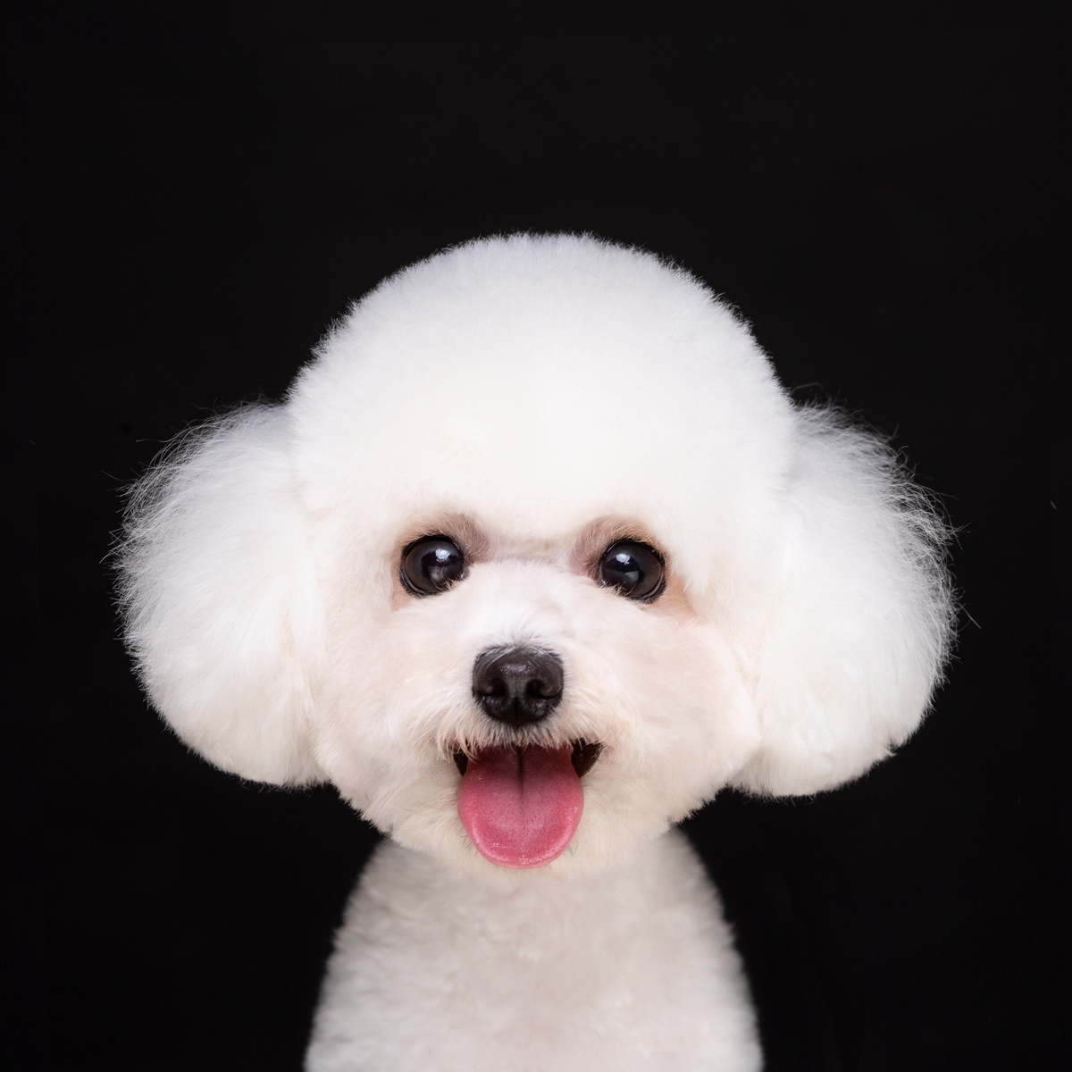 宠物摄影宠物证件照