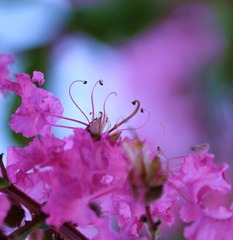 紫薇花