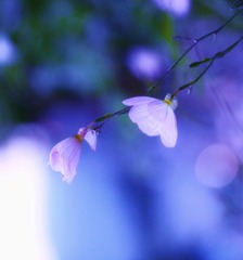 月见草