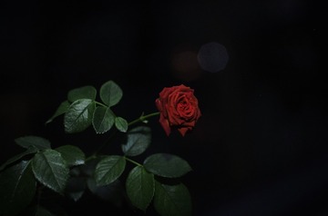 1000653244