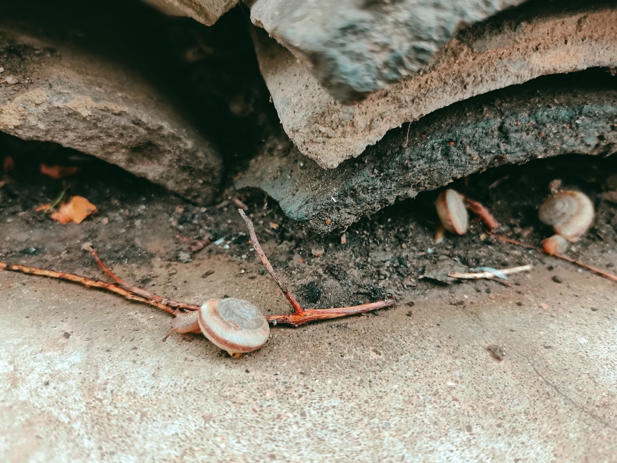 下雨了蜗牛出来开会了