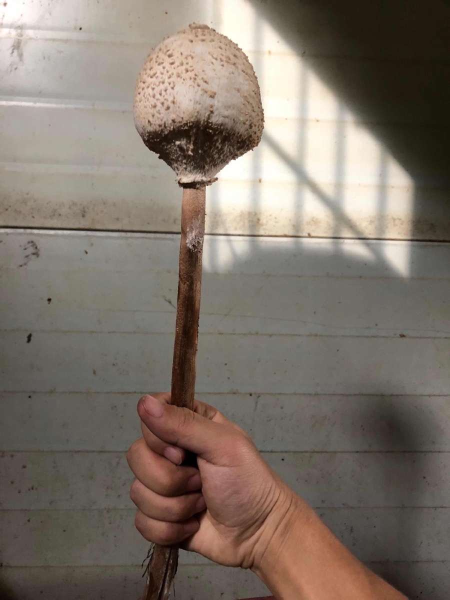 这不是棒槌只是一个蘑菇我也不知道叫什么但我知道没吃死人